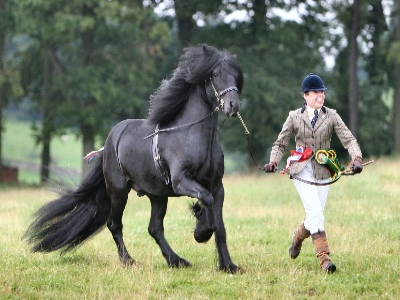 The Dales Pony really using his knees and hocks for a powerful drive (Photo: A & J Equine Photography)