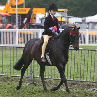 pony